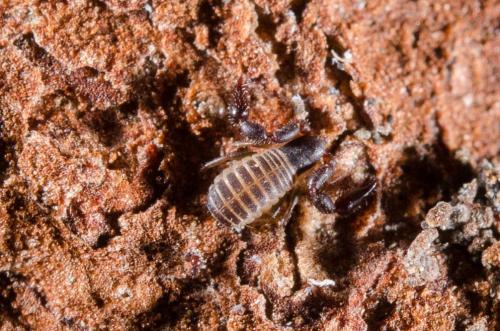 Withius sp.