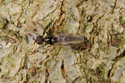 Réf. 159 631 : Dilophus sp.