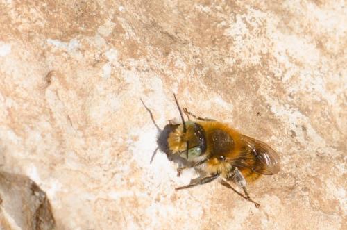 Osmia sp.