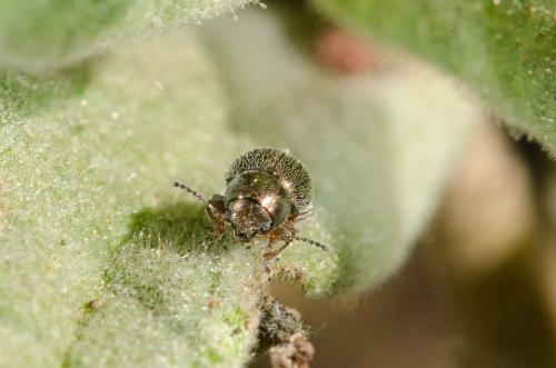 Colaspidea oblonga