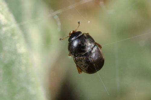 Meligethinae