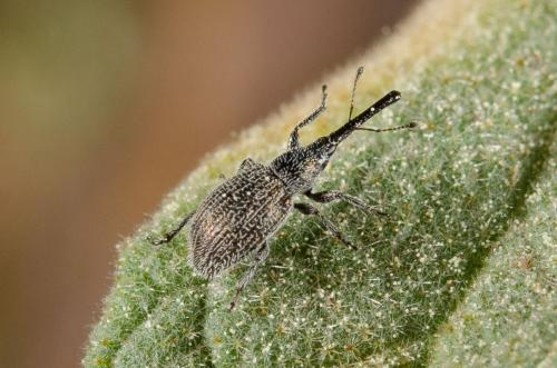 Phrissotrichum tubiferum
