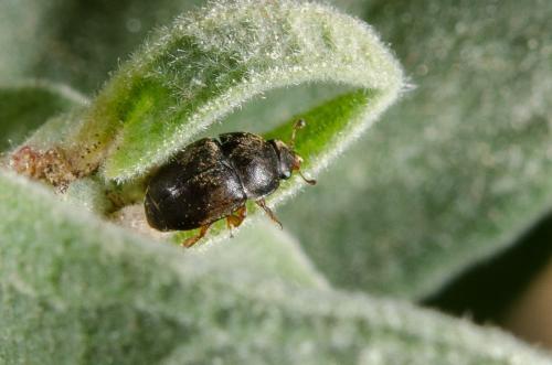 Meligethinae