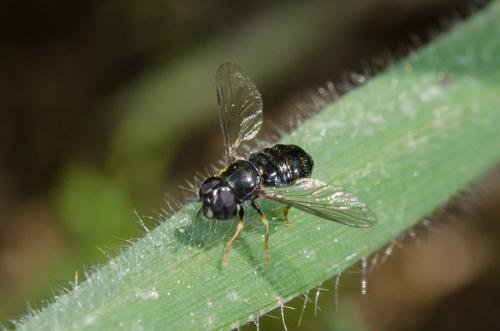 Réf. 159 817 : Paragus sp.