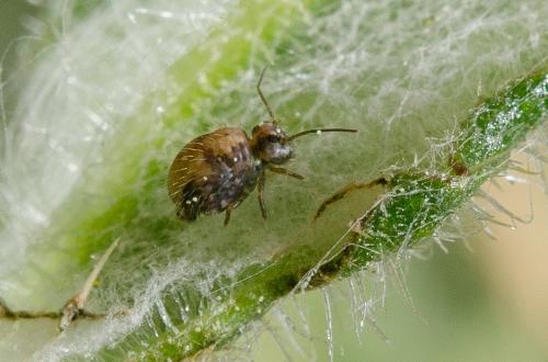 Sminthurus sp.