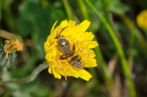 Nomada sp.