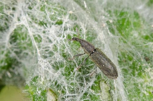 Réf. 159 820 : Lixus filiformis