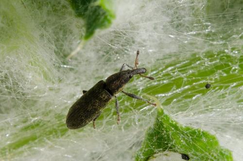 Réf. 159 821 : Lixus filiformis