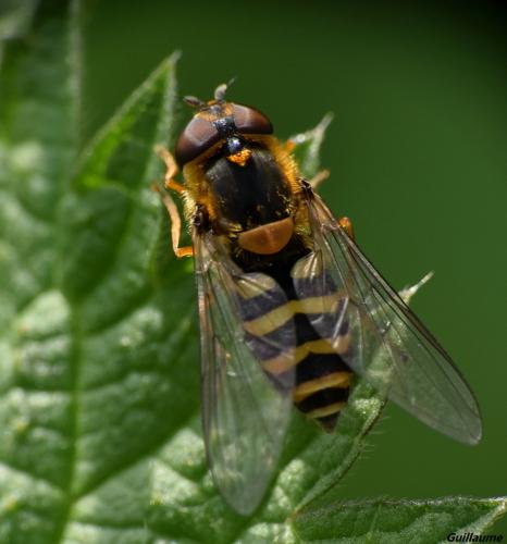 Réf. 159 295 : Syrphus ribesii