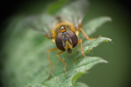 Syrphus ribesii