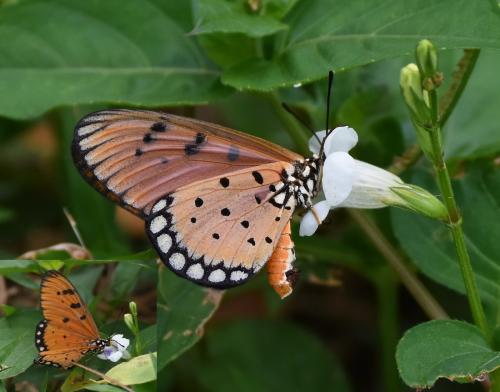 Acraea terpsicore