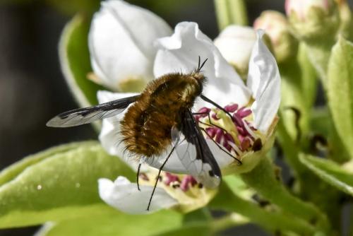 Bombylius major