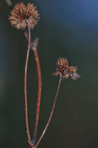 Eriovixia sp.