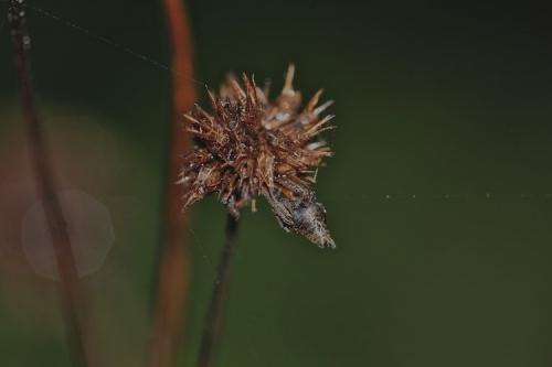Réf. 159 578 : Eriovixia sp.