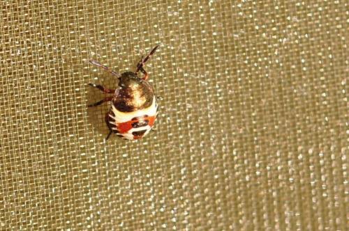 Carpocoris sp.