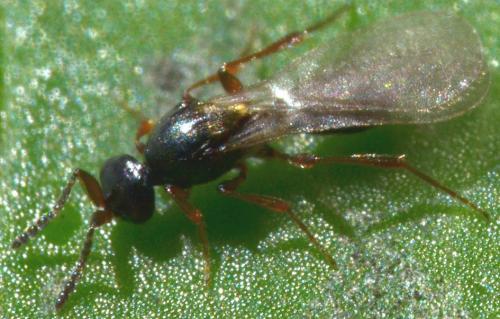 Réf. 159 737 : Amblyaspis sp.