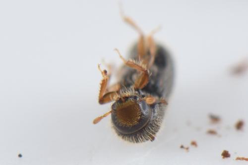 Réf. 159 806 : Taphrorychus sp.