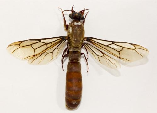Dorylus sp.