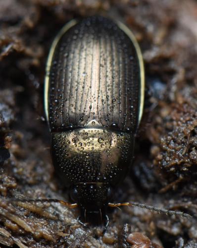 Réf. 159 773 : Amara similata