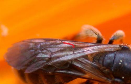 Lasioglossum sp.