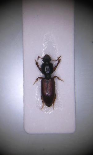 Réf. 159 991 : Clivina collaris
