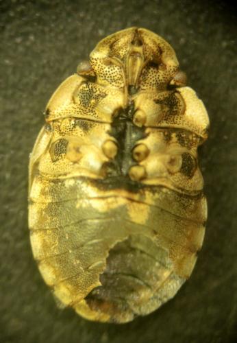 Sciocoris conspurcatus