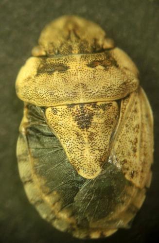 Sciocoris conspurcatus