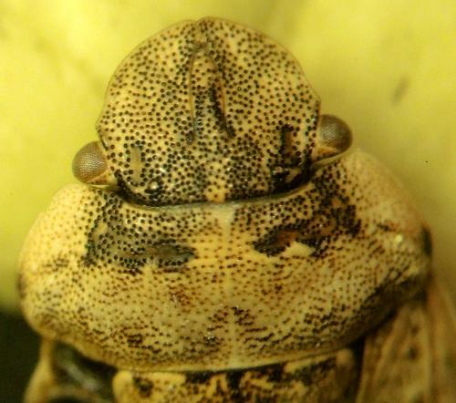 Sciocoris conspurcatus