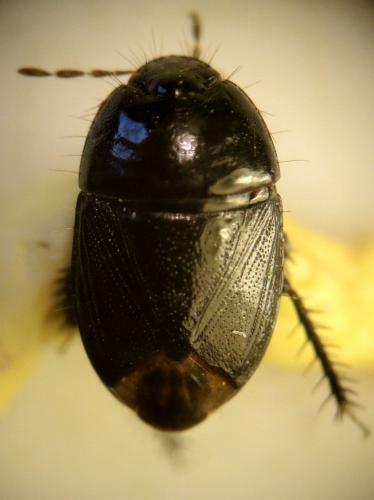 Geotomus petiti