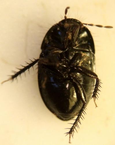 Réf. 159 163 : Geotomus petiti