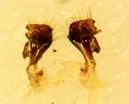 Geotomus petiti