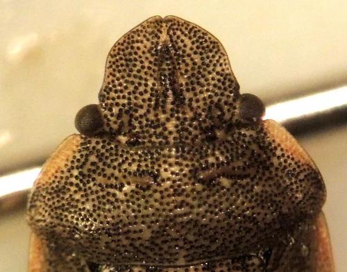 Sciocoris maculatus