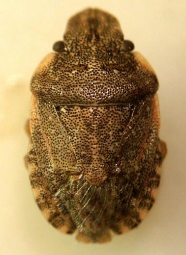 Sciocoris maculatus