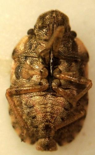 Sciocoris maculatus