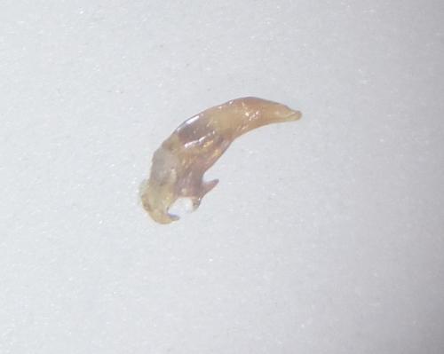 Réf. 159 489 : Asaphidion curtum