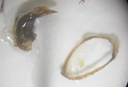 Pterostichus diligens