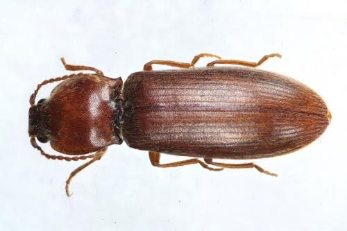 Réf. 159 125 : Athous laevistriatus