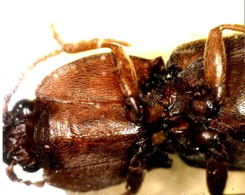 Réf. 159 126 : Athous laevistriatus