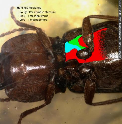 Réf. 159 127 : Athous laevistriatus