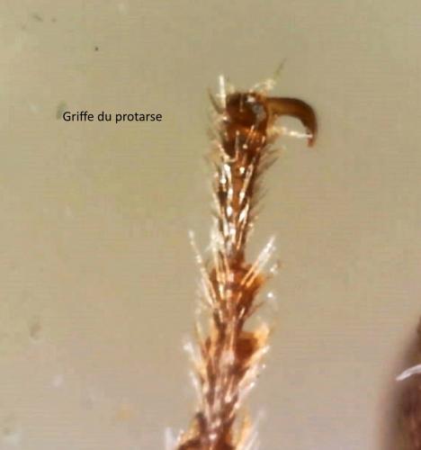 Réf. 159 128 : Athous laevistriatus