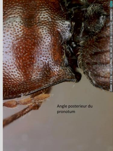 Réf. 159 129 : Athous laevistriatus
