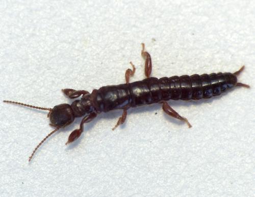 Réf. 159 992 : Embia ramburi