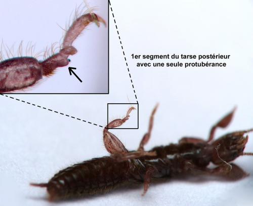 Réf. 159 993 : Embia ramburi