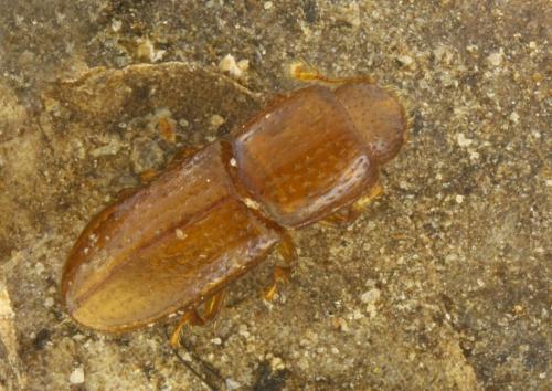 Anommatus duodecimstriatus