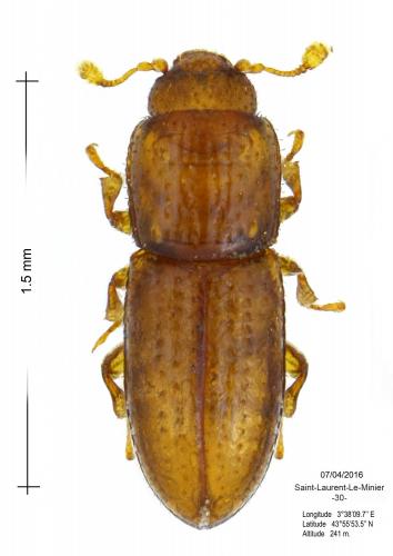 Anommatus duodecimstriatus