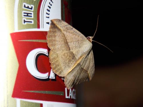 Entomogramma pardus