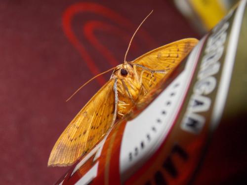 Entomogramma pardus