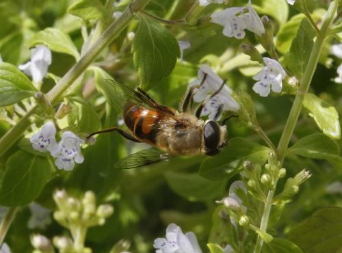 Eristalis tenax