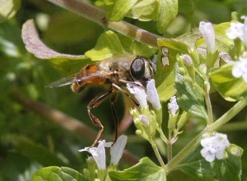 Eristalis tenax