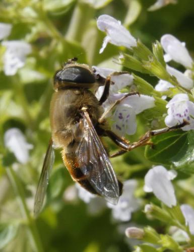 Réf. 159 037 : Eristalis tenax